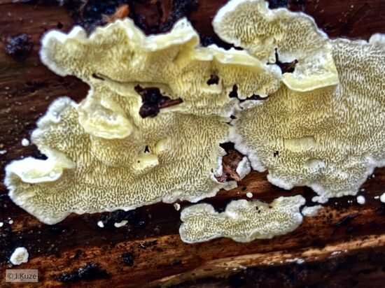 Flaviporus citrinellus